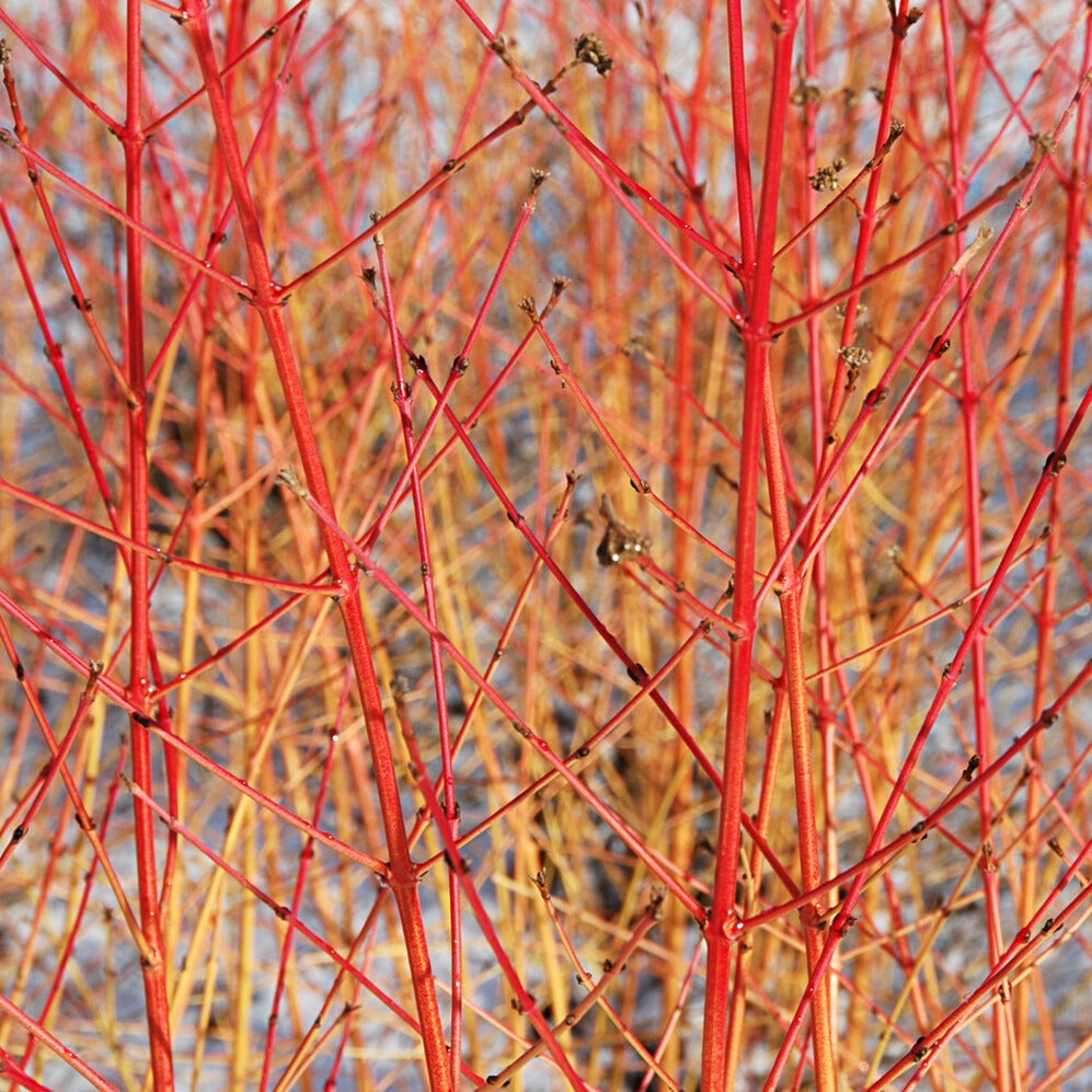 Blutroter Hartriegel Midwinter Fire - Cornus sanguinea Midwinter Fire - Bakker