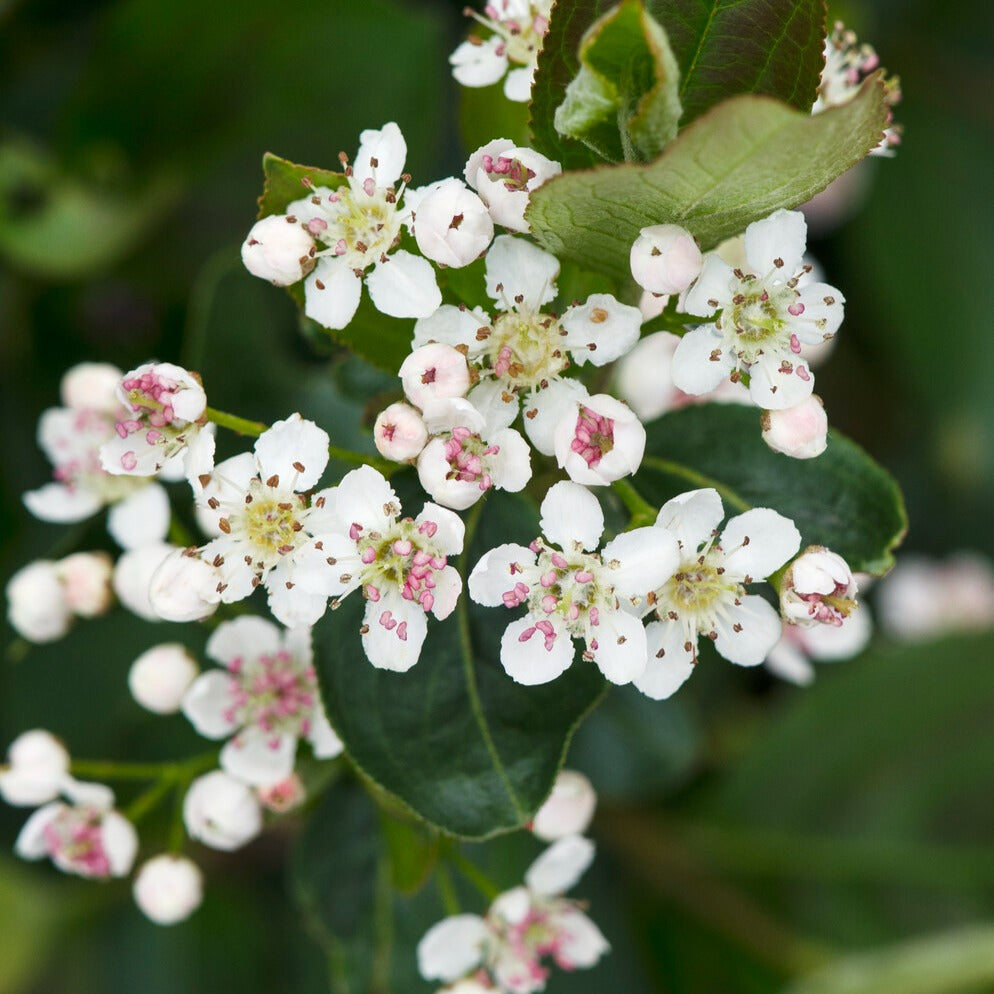 Schwarze Apfelbeere - Aronia melanocarpa - Bakker