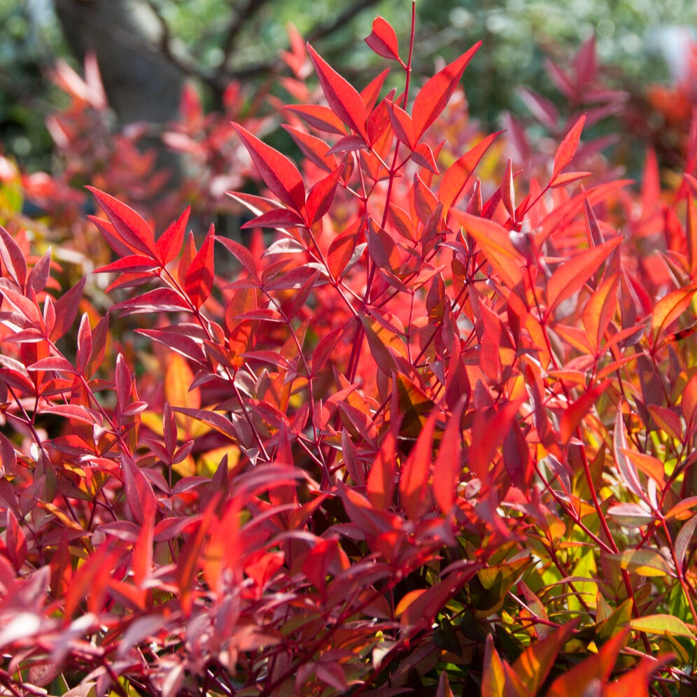 Himmelsbambus ‘Gulf Stream’ - Nandina domestica Gulf Stream - Bakker