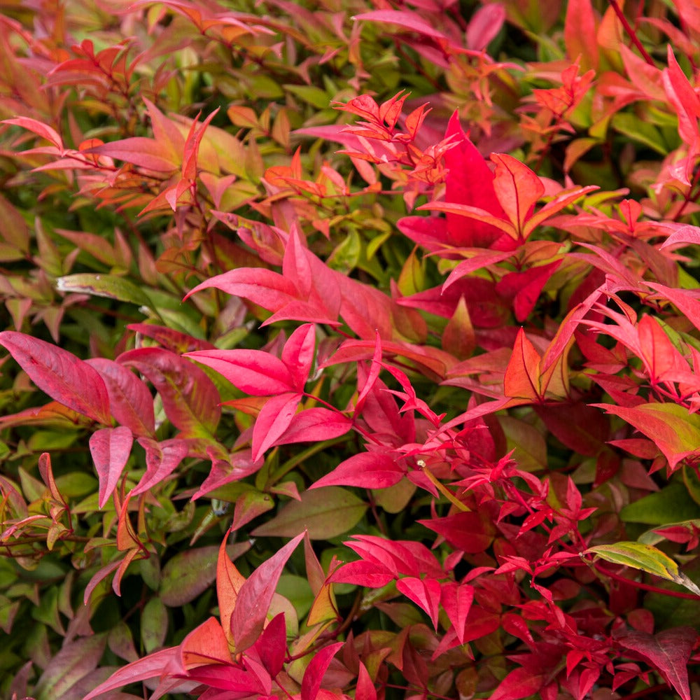 Verkauf Himmelsbambus ‘Gulf Stream’ - Nandina domestica Gulf Stream