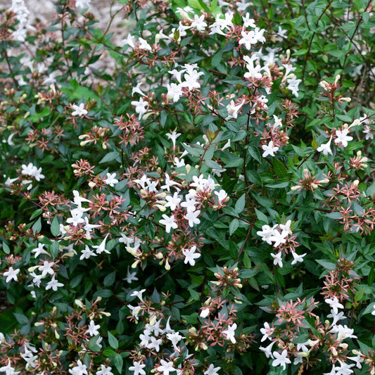 Abelia Sherwood - Bakker