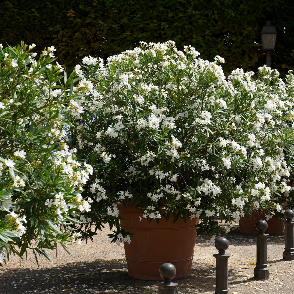 Blühende Sträucher - Oleander weiß - Nerium oleander white