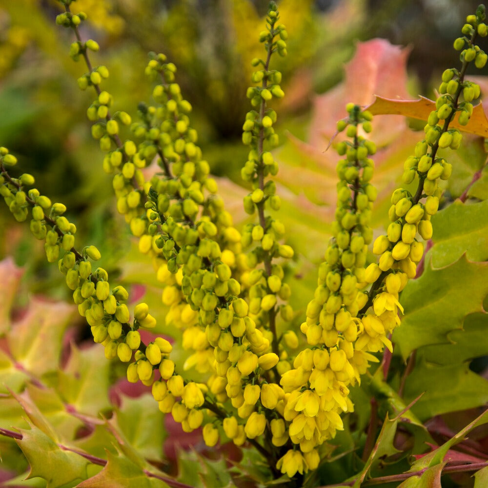 Mahonia media 'winter sun' - Mahonie Winter Sun - Immergrüne Pflanzen