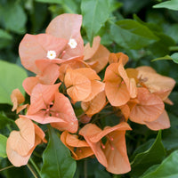 Bougainvillea - Drillingsblume orange - Bougainvillea orange
