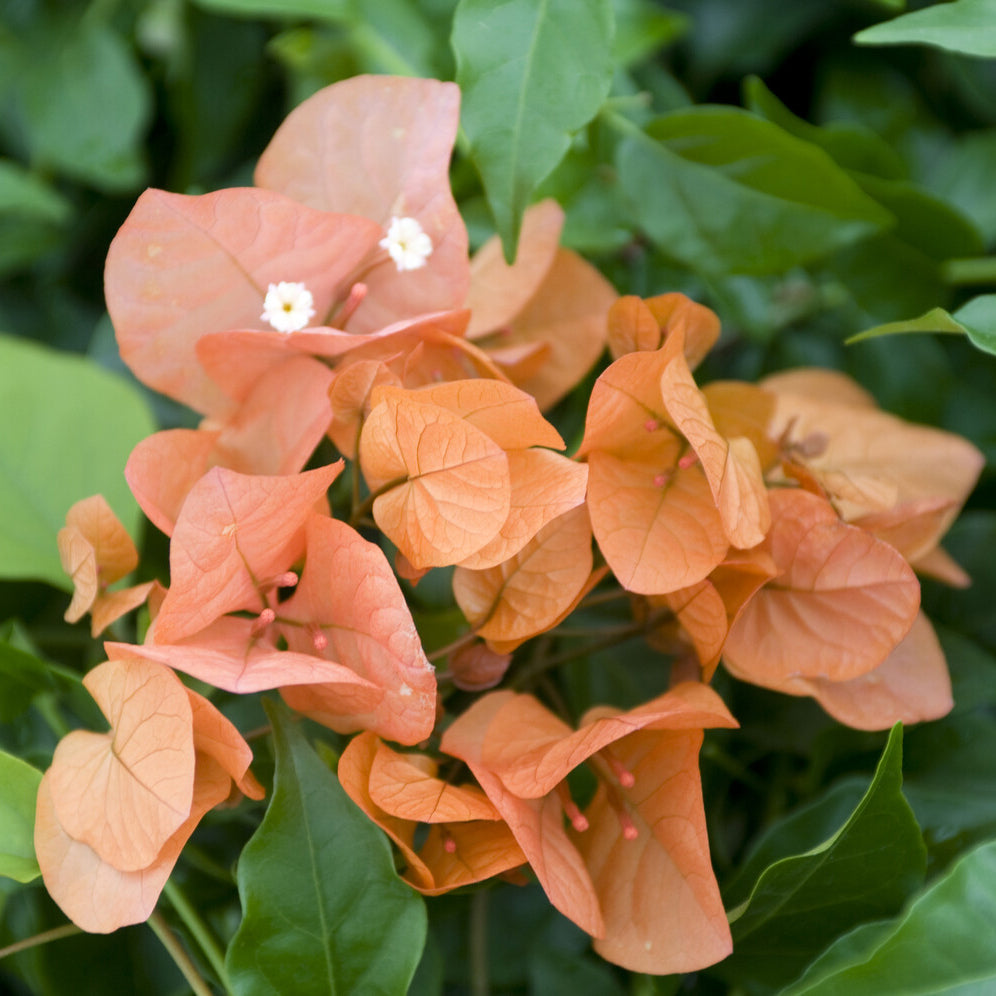 Bougainvillea - Drillingsblume orange - Bougainvillea orange