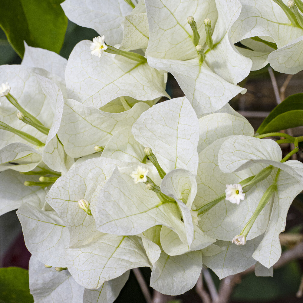 Verkauf Bougainvillea weiß - Bougainvillea white
