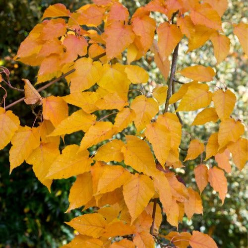 Schlangenhaut-Ahorn - Acer davidii - Bakker