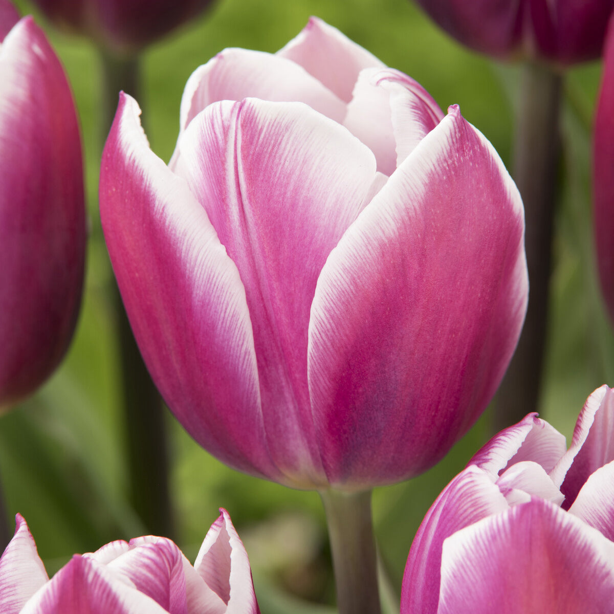 Triumph-Tulpen Synaeda Blue (x10) - Tulipa Synaeda Blue - Bakker
