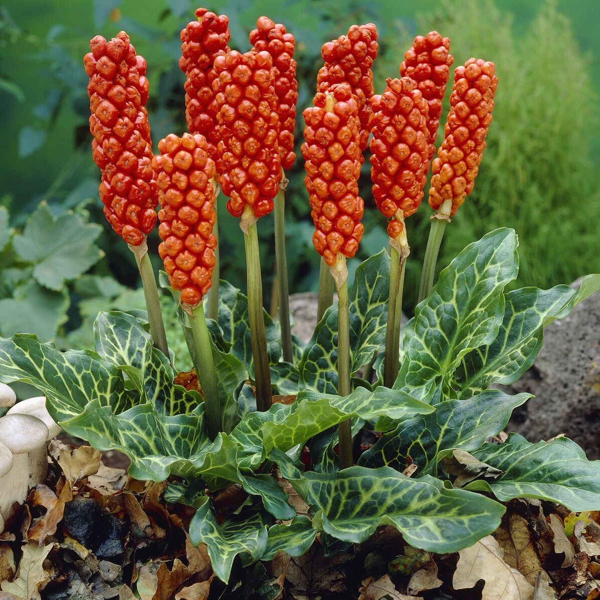 Aronstab-Zwiebeln - Italienischer Aronstab (x3) - Arum italicum