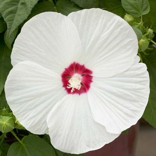 Sumpf-Roseneibisch Luna White - Bakker