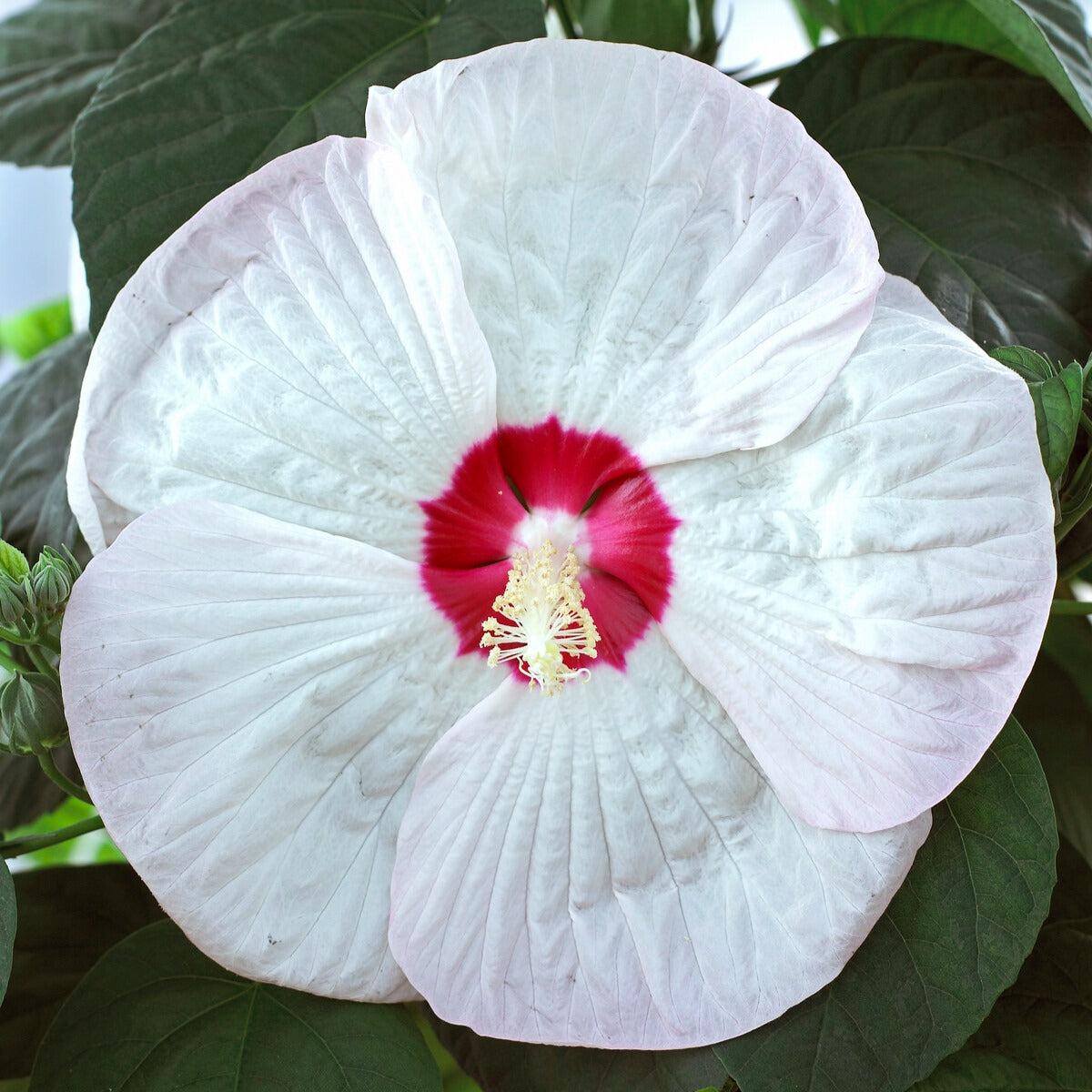 Sumpf-Roseneibisch Luna White - Hibiscus moscheutos luna white - Bakker