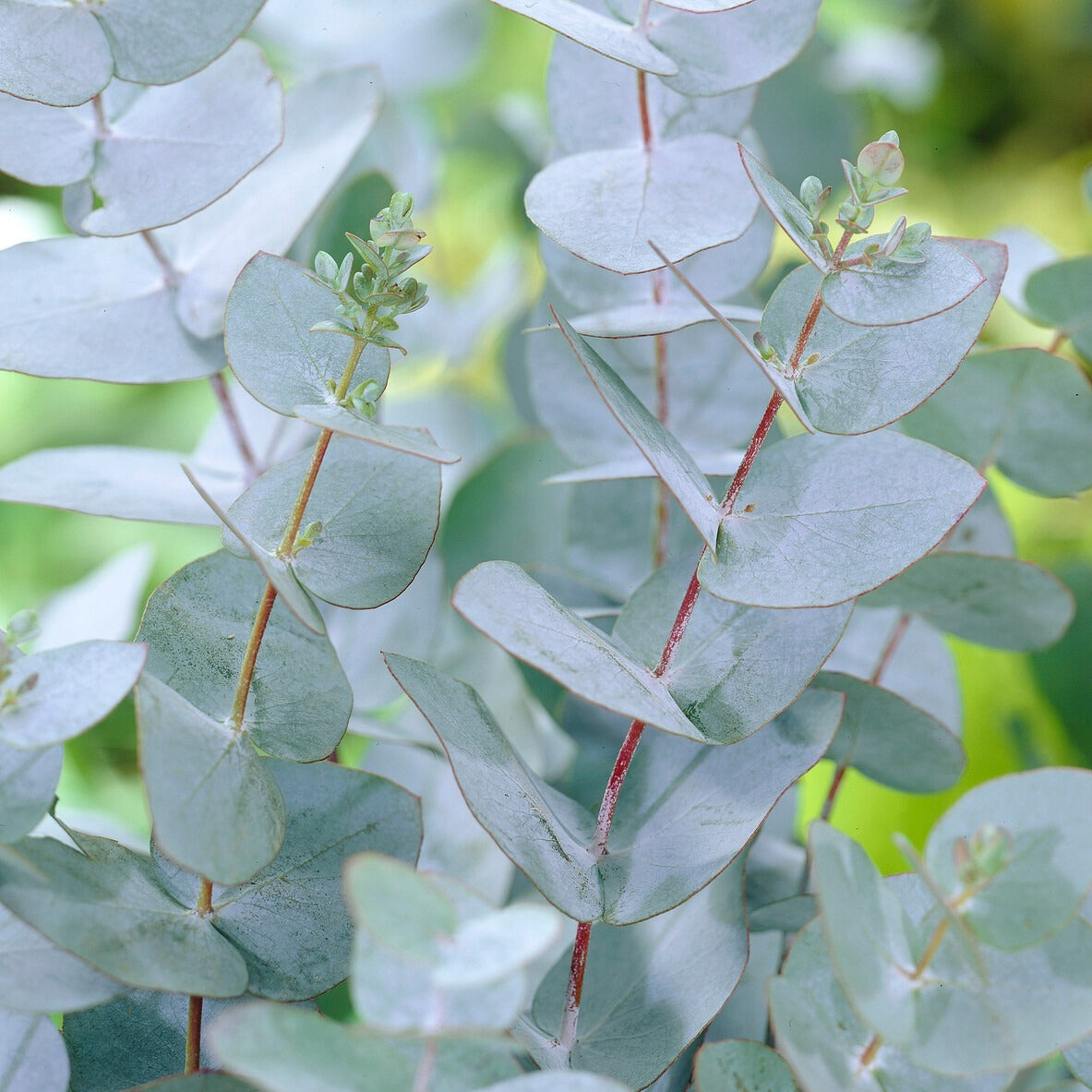 Eucalyptus pulverulenta Baby Blue - Eukalyptus Baby Blue - Eucalyptus - Eukalyptus
