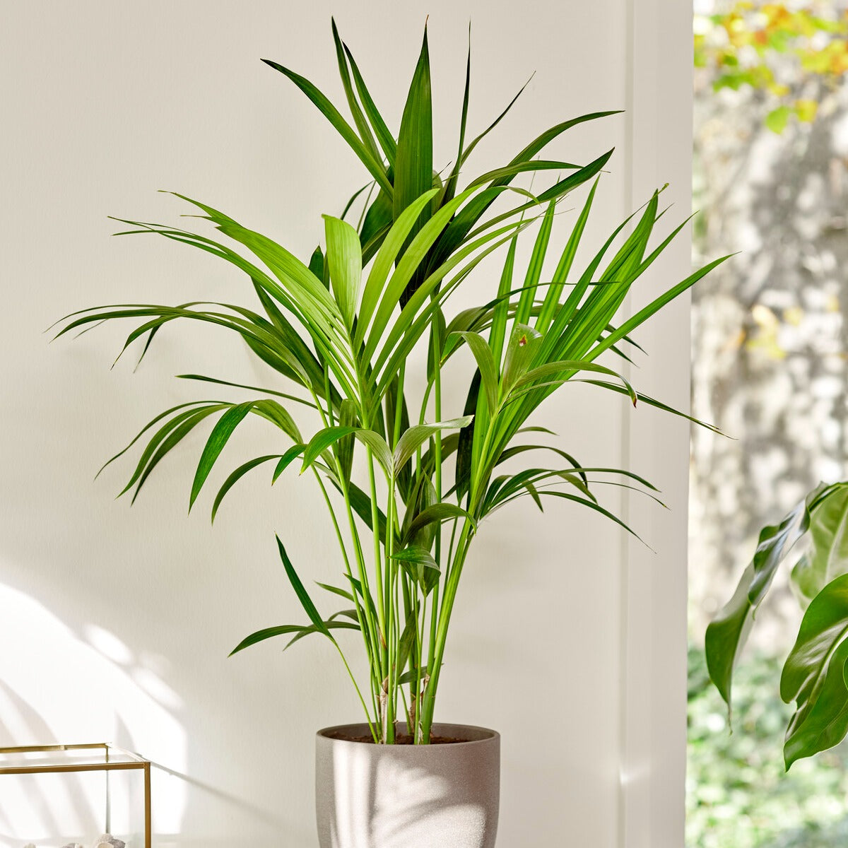 Zimmerpalmen - Kentiapalme - Howea forsteriana