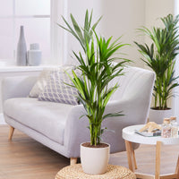 Kentiapalme - Howea forsteriana - Bakker