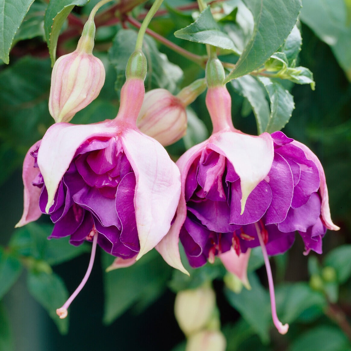 Fuchsia 'Royal Mosaic' (x3) - Fuchsia Royal Mosaic - Bakker