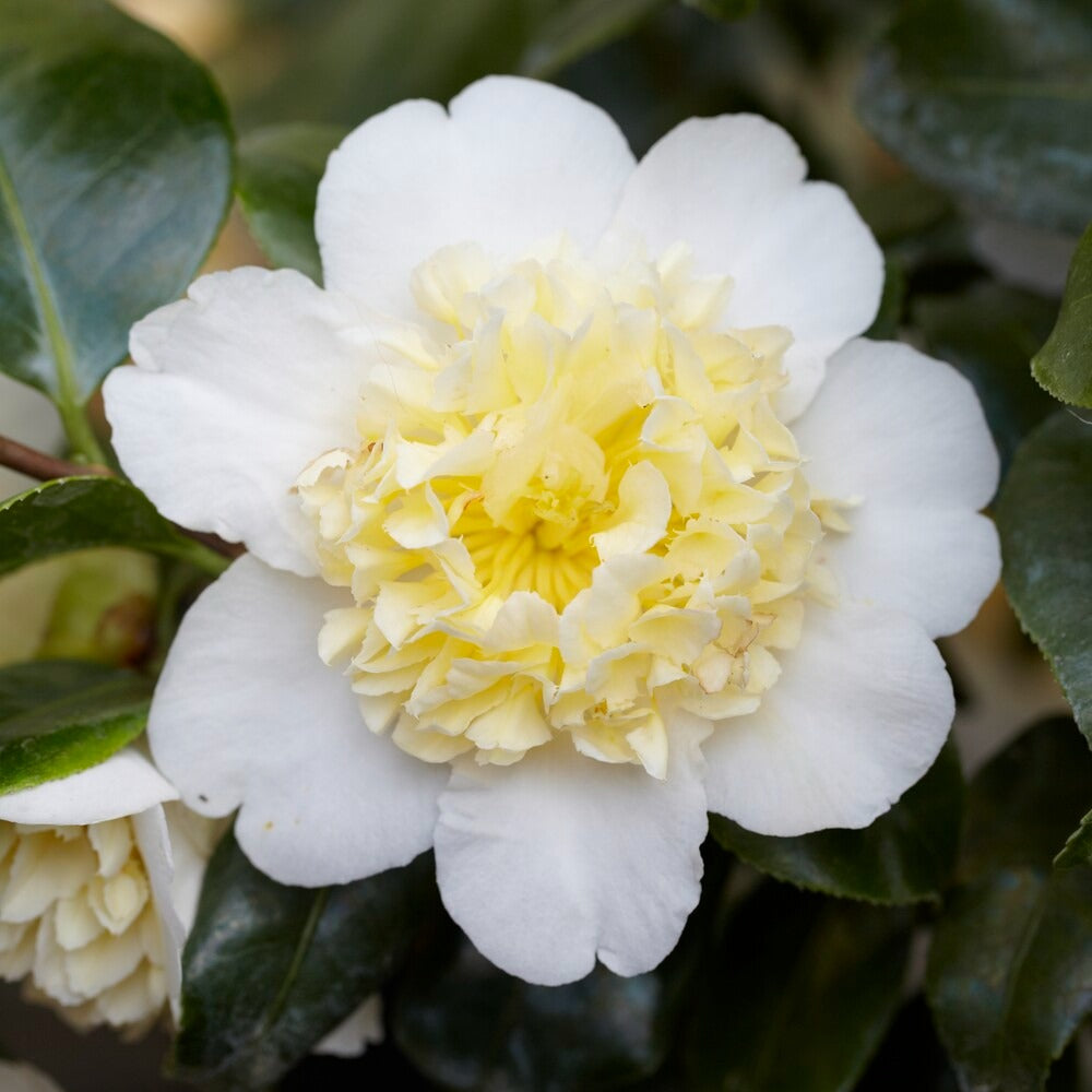 Kamelie Camellia 'Brushfields Yellow' weiβ-gelb - Winterhart - Bakker