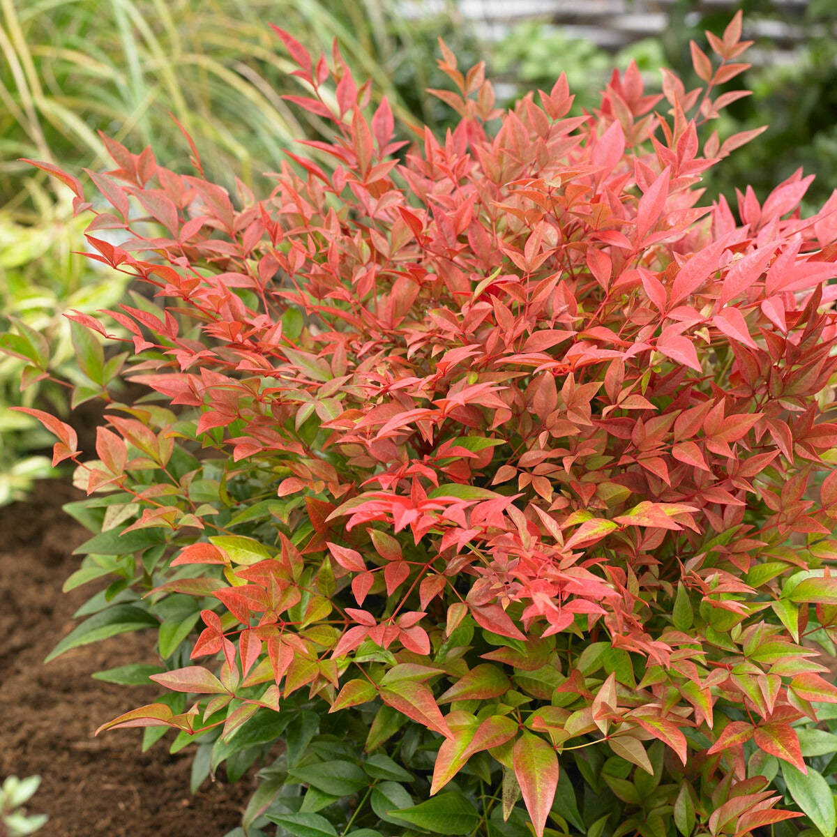 Himmelsbambus ‘Obsessed’® - Nandina domestica obsessed'® - Bakker