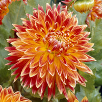 Dahlia akita - Dahlia 'Akita' - Dahlien-Zwiebeln