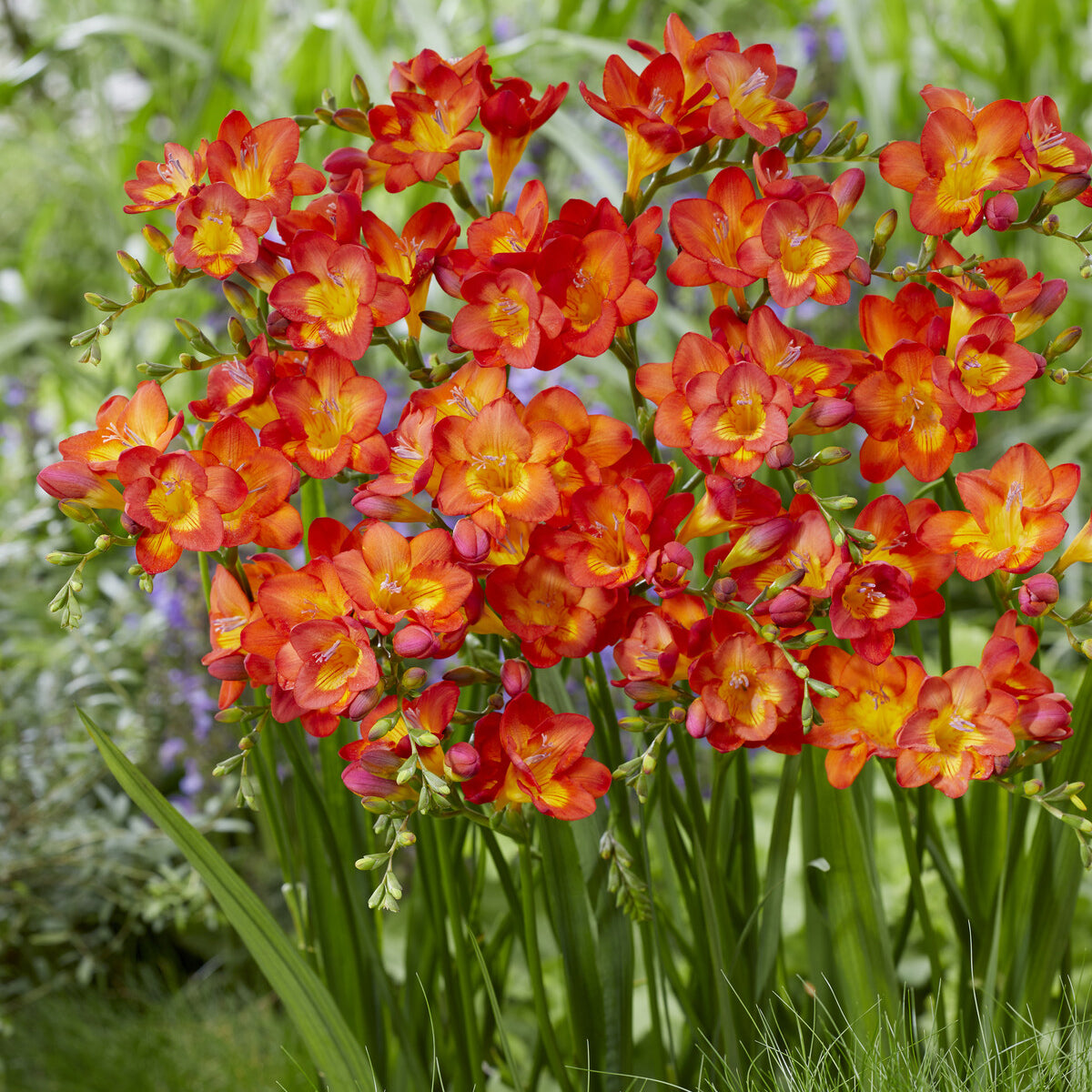 Freesien rot (x15) - Freesia 'red' - Bakker