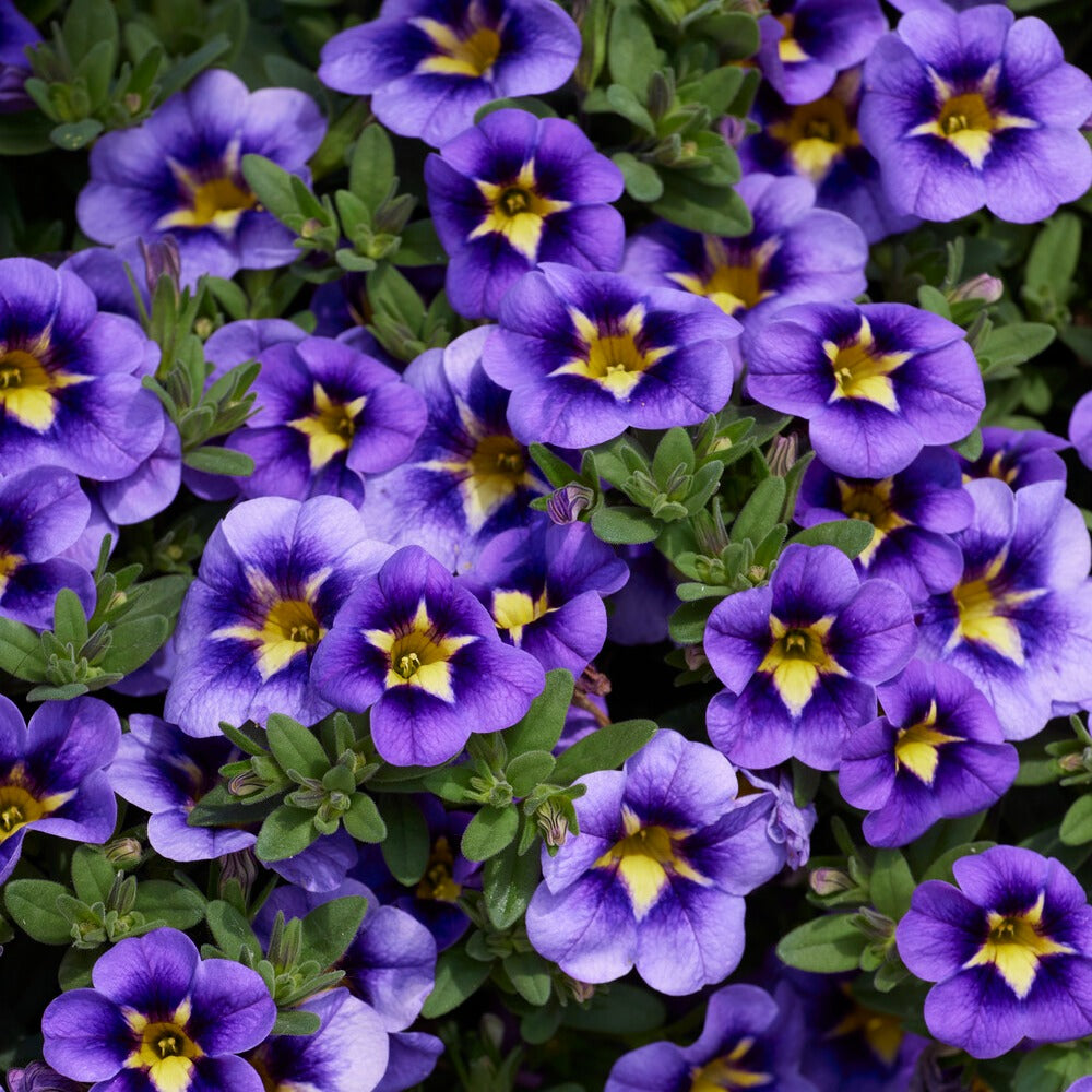 Zauberglöckchen Bumble Bee (x3) - Calibrachoa Cabaret® Bumble Bee - Bakker