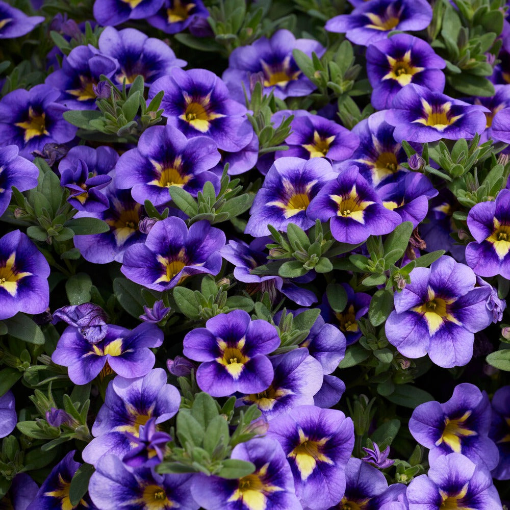 Calibrachoa Cabaret® Bumble Bee - Zauberglöckchen Bumble Bee (x3) - Petunien und Calibrachoa