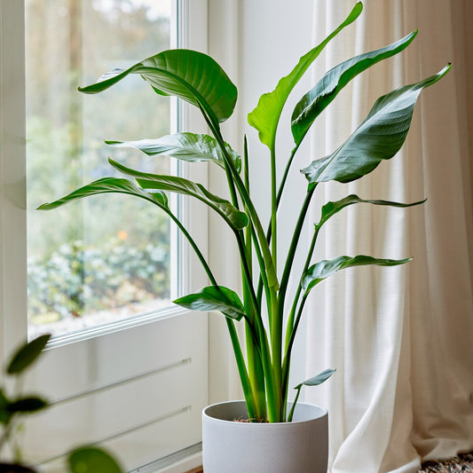 Paradiesvogelblume Strelitzia nicolai - Bakker