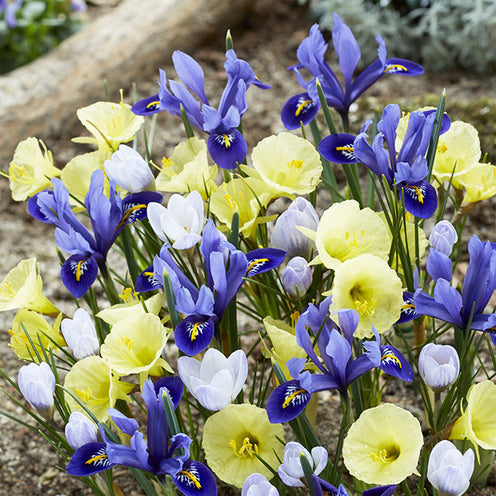 Frühblühende Blumenzwiebeln-Mischung (x35) - Bakker