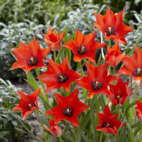 Galanthus, Muscari, Narcissus, Tulipa, Chionodoxa, Anemone, Allium - Blumenzwiebeln-Mischung ‘6 Monate Blüte’ (x100) - Pakete mit Blumenzwiebeln