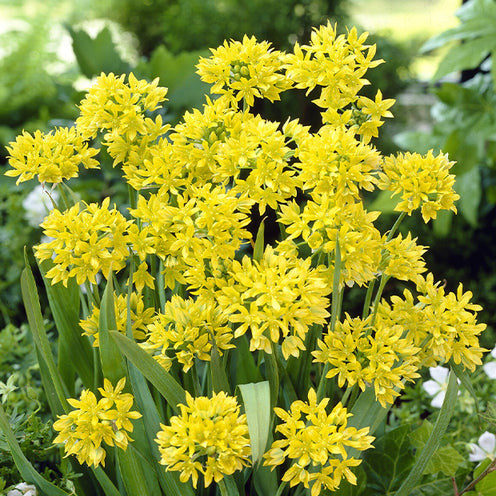 Verkauf Blumenzwiebeln-Mischung ‘6 Monate Blüte’ (x100)
