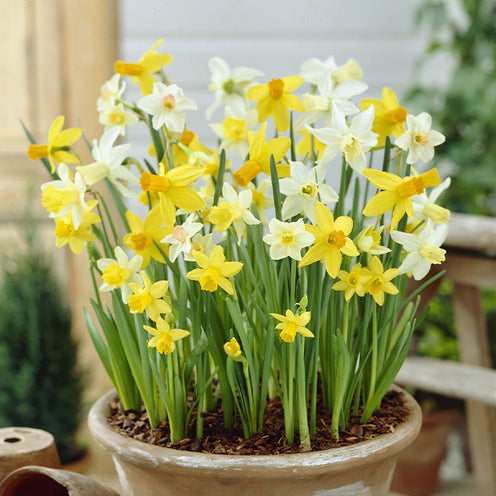 Pakete mit Blumenzwiebeln - Blumenzwiebeln-Mischung ‘6 Monate Blüte’ (x100) - Galanthus, Muscari, Narcissus, Tulipa, Chionodoxa, Anemone, Allium