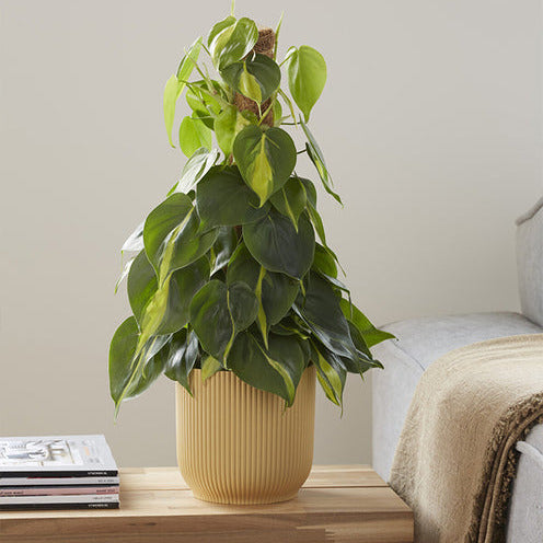 Philodendron scandens Brasil - Herzblatt-Philodendron 'Brasil' - Philodendron