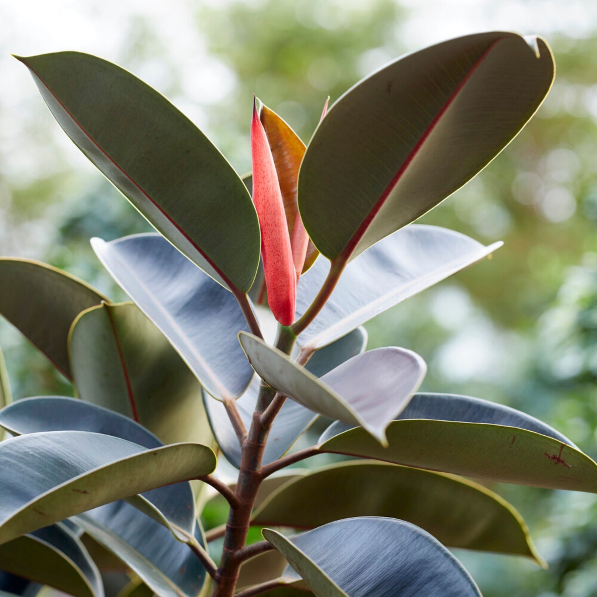 Gummibaum Robusta - Ficus elastica Robusta - Bakker