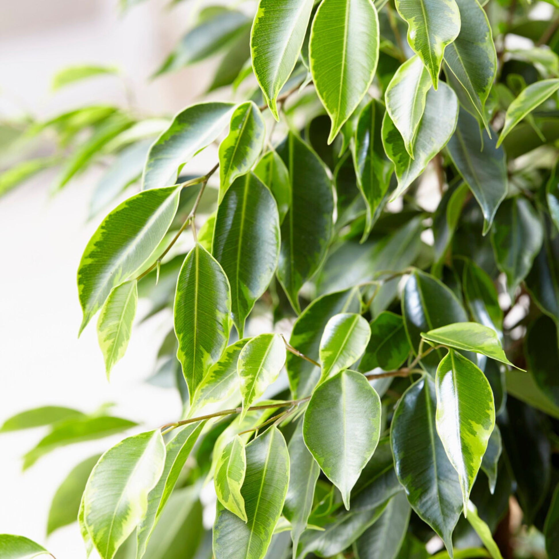 Birkenfeige 'Anastasia' - Ficus benjamina Anastasia - Bakker