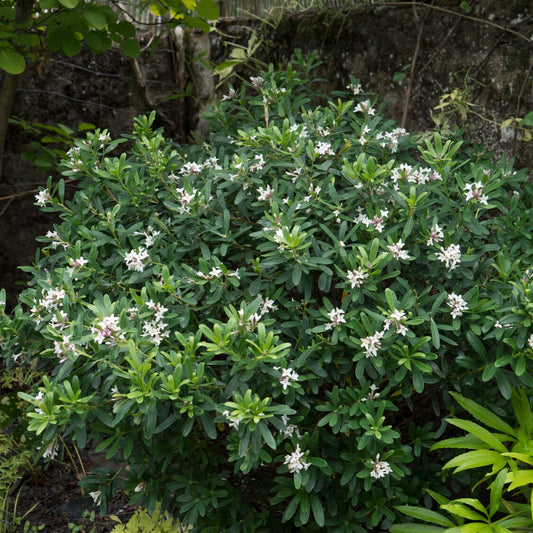 Seidelbast ‘Eternal Fragrance’ - Bakker