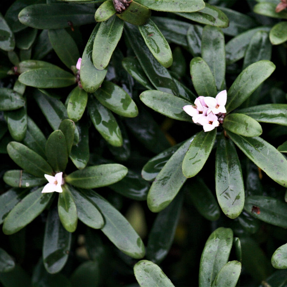 Seidelbast ‘Eternal Fragrance’ - Daphne x transatlantica Eternal Fragrance Blafra - Bakker