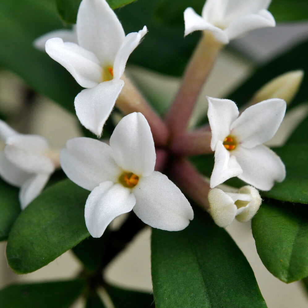 Daphne x transatlantica Eternal Fragrance Blafra - Seidelbast ‘Eternal Fragrance’ - Blühende Sträucher
