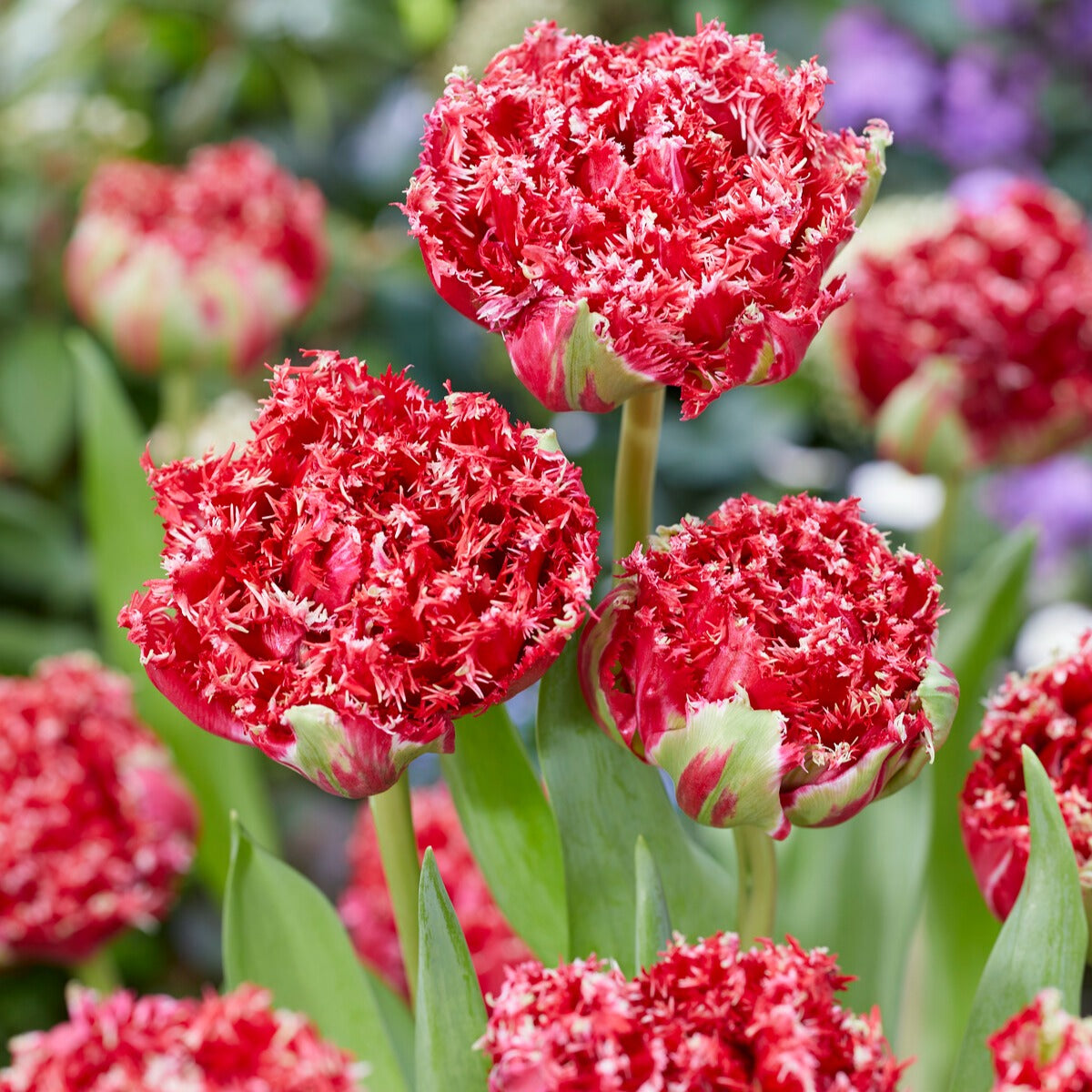 Gefranste, gefüllte Tulpen ‘Qatar’ (x5) - Bakker