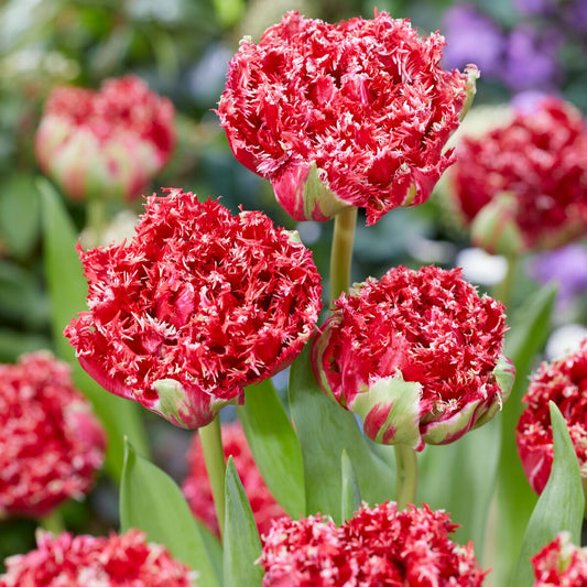 Gefranste, gefüllte Tulpen ‘Qatar’ (x5) - Bakker