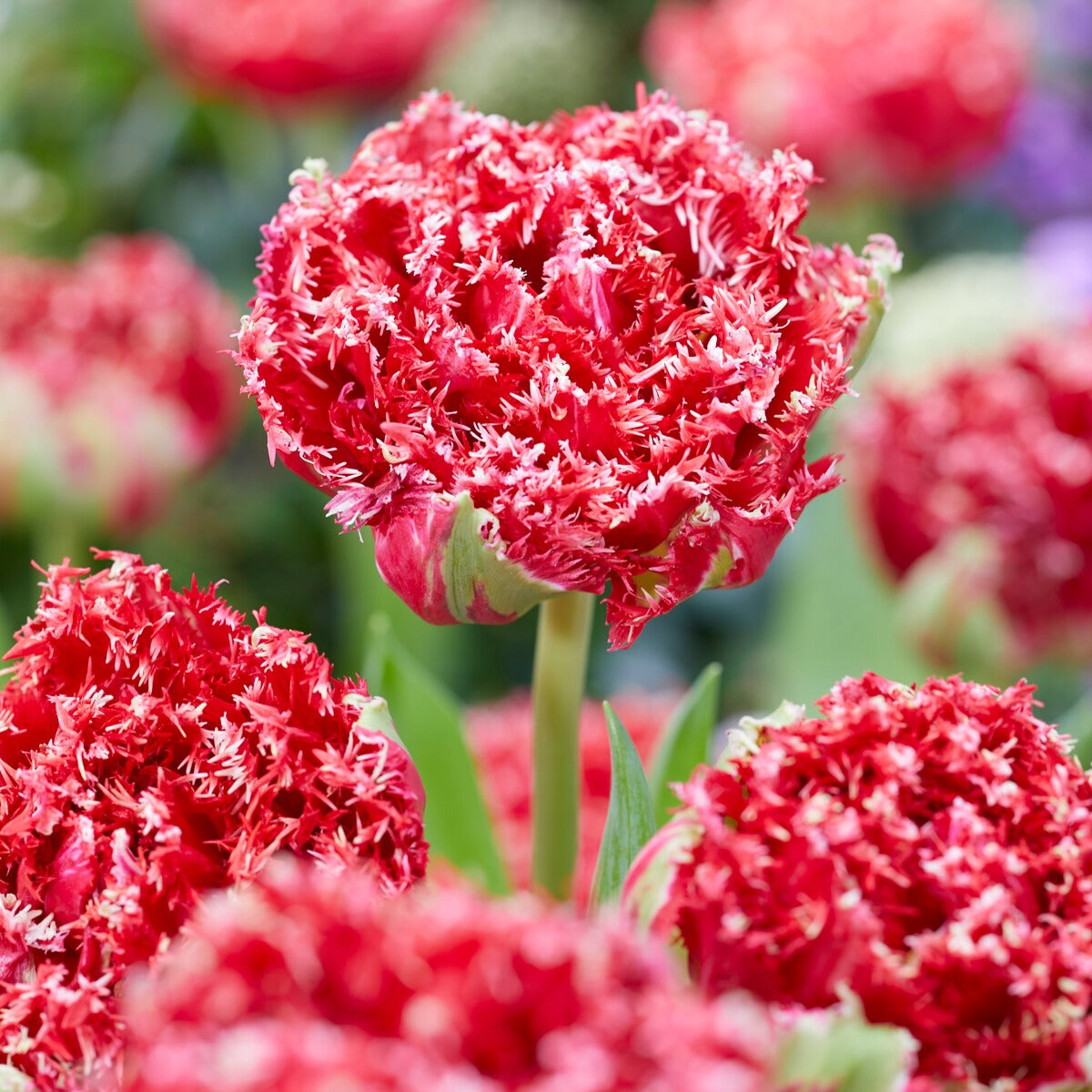 Gefranste, gefüllte Tulpen ‘Qatar’ (x5) - Tulipa Crispa Qatar - Bakker