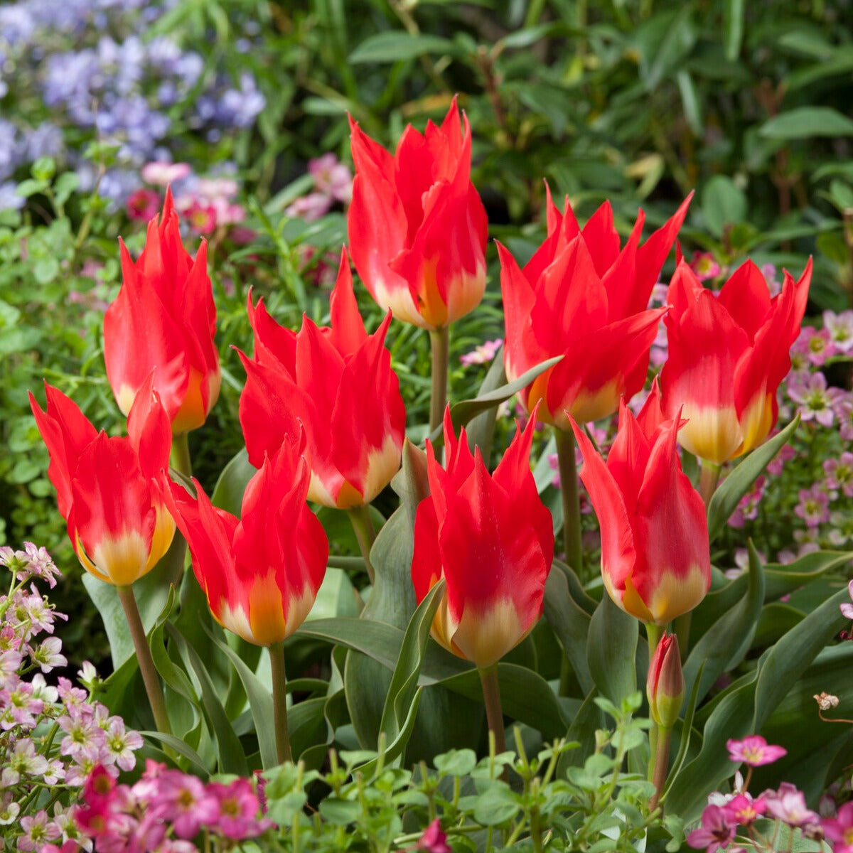 Tulipa Fosteriana Flames Mystery - Tulpen ‘Flames Mystery’ (x5) - Tulpen-Zwiebeln