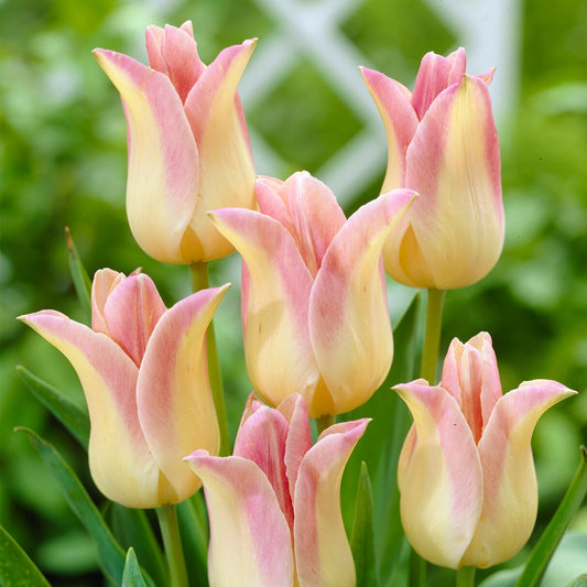 Lilienblütige Tulpen ‘Elegant Lady’ (x5) - Bakker