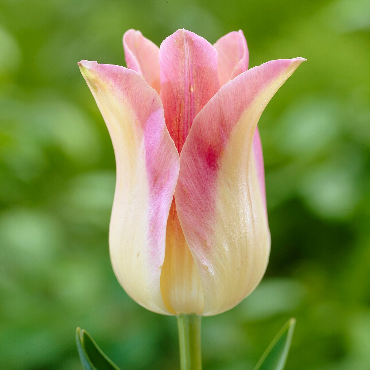 Lilienblütige Tulpen ‘Elegant Lady’ (x5) - Tulipa Lilyflowering Elegant Lady - Bakker
