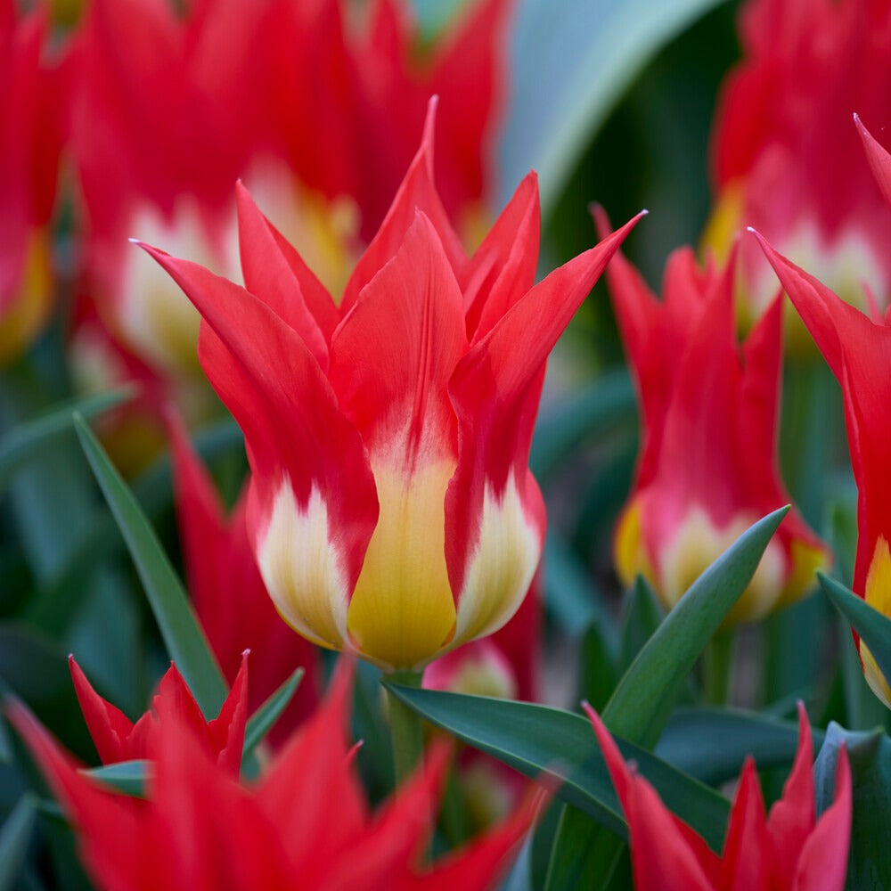 Tulpen-Zwiebeln - Tulpen ‘Flames Mystery’ (x5) - Tulipa Fosteriana Flames Mystery