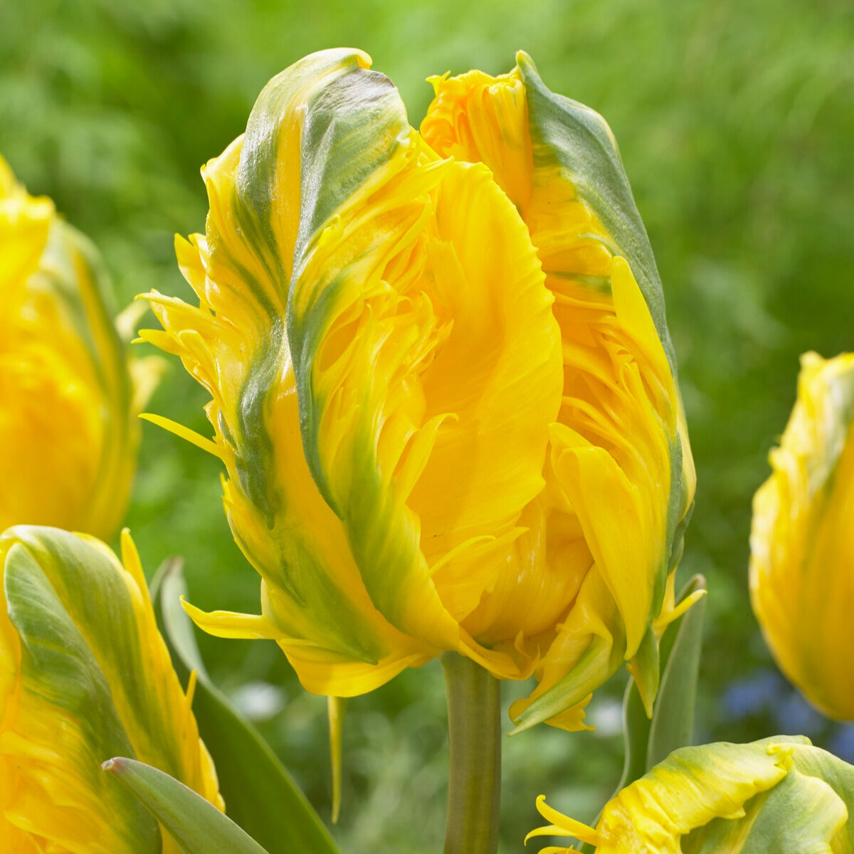 Papagei-Tulpe 'Jan van Nes' (x5) - Tulipa Parrot Jan van Nes - Bakker