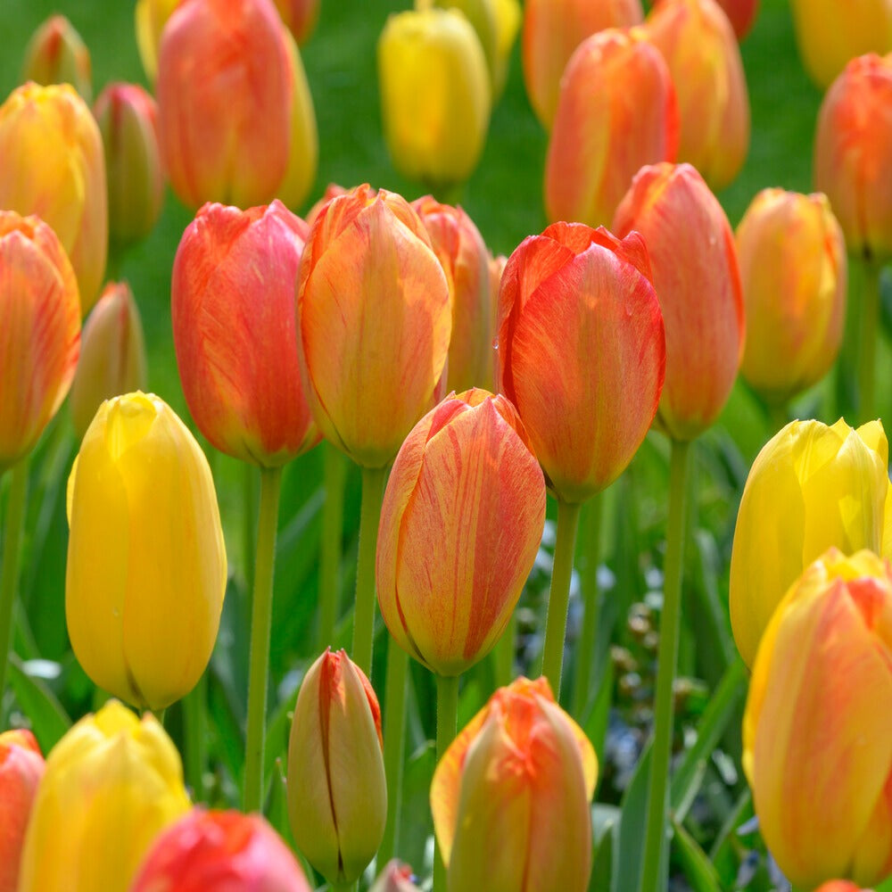 Tulipa Single Late Rhapsody of Smiles - Tulpen ‘Rhapsody of Smiles’ (x5) - Tulpen-Zwiebeln