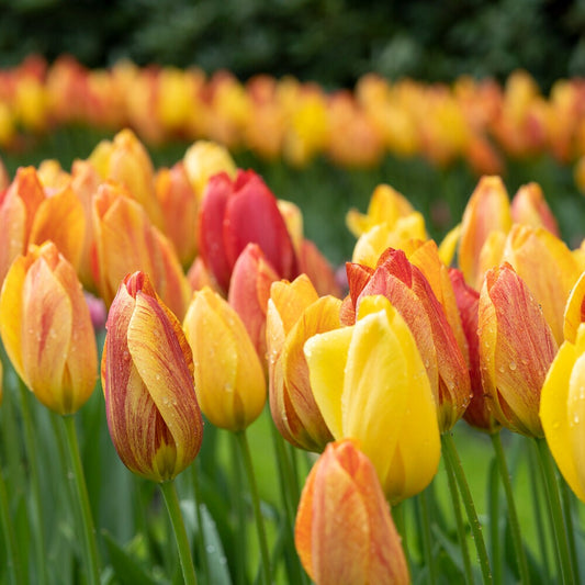 Tulpen ‘Rhapsody of Smiles’ (x5) - Bakker