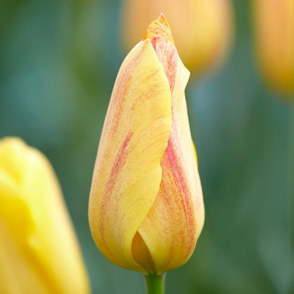 Tulpen ‘Rhapsody of Smiles’ (x5) - Tulipa Single Late Rhapsody of Smiles - Bakker
