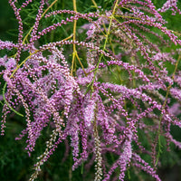 Sommer-Tamariske 'Pink Cascade' - Bakker
