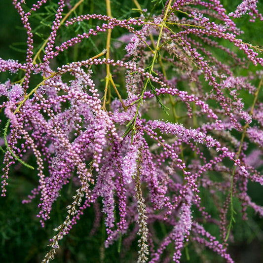 Sommer-Tamariske 'Pink Cascade' - Bakker