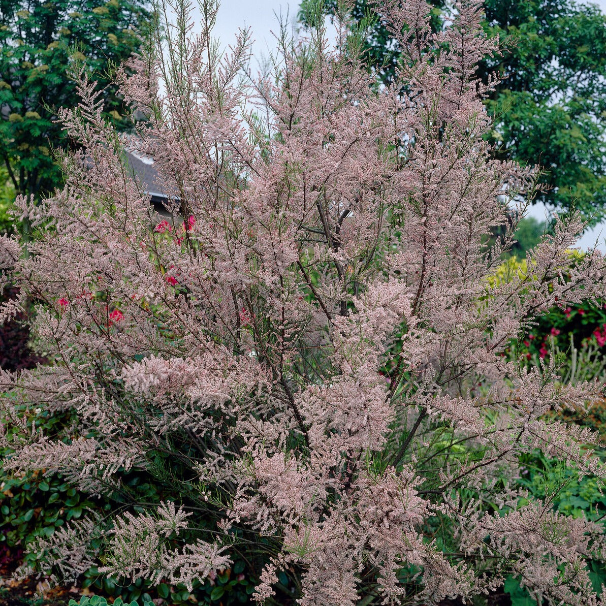 Sommer-Tamariske 'Pink Cascade' - Tamarix ramosissima Pink Cascade - Bakker